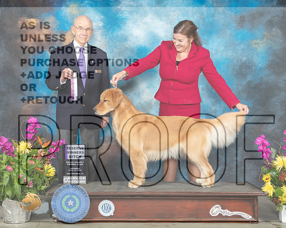 Golden Retriever #36 Sun RWB Judge Kenneth Buxton_MMJ_2543_SanAnonio2021_HR3