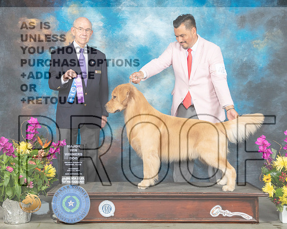 Golden Retriever #41 Sun WB Judge Kenneth Buxton_MMJ_2548_SanAnonio2021_HR3