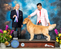 Golden Retriever #41 Sun WB Judge Kenneth Buxton
