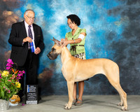 Great Dane #14 Sun BOW Judge John Wade