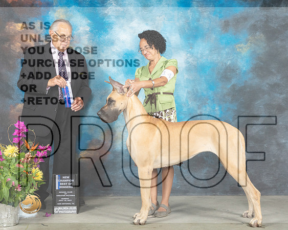 Great Dane #14 Sun BOW Judge John Wade_MMJ_2618_SanAnonio2021_HR3