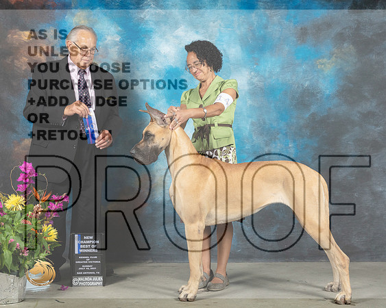 Great Dane #14 Sun BOW Judge John Wade_MMJ_2619_SanAnonio2021_HR3