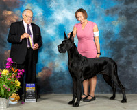 Great Dane #20 Sun BOB Judge John Wade