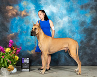 Great Dane #31 Sun WD Judge John Wade