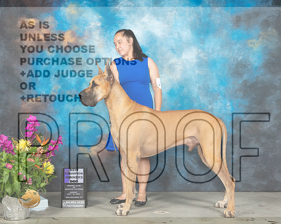 Great Dane #31 Sun WD Judge John Wade_MMJ_2506_SanAnonio2021_HR3