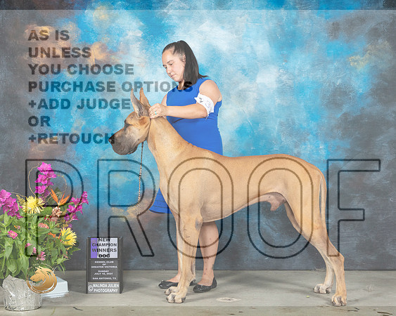Great Dane #31 Sun WD Judge John Wade_MMJ_2509_SanAnonio2021_HR3