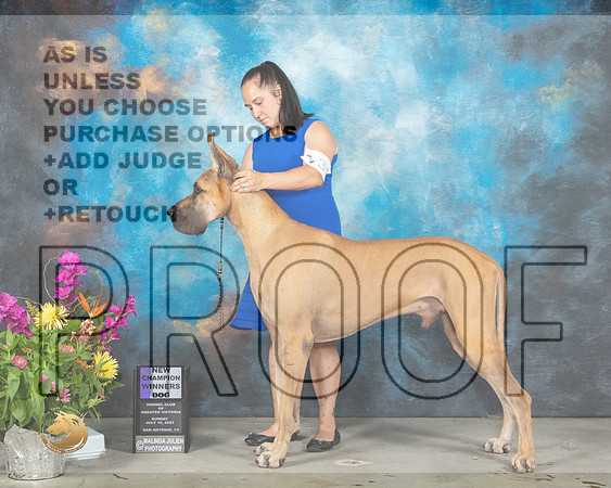 Great Dane #31 Sun WD Judge John Wade_MMJ_2512_SanAnonio2021_HR3