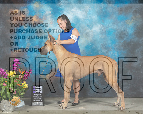 Great Dane #31 Sun WD Judge John Wade_MMJ_2513_SanAnonio2021_HR3