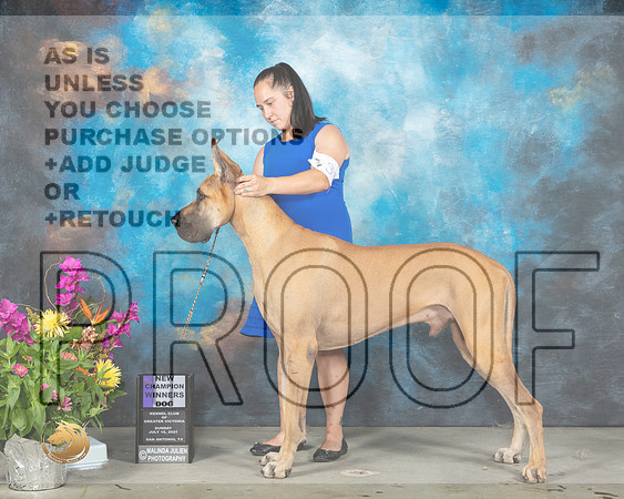 Great Dane #31 Sun WD Judge John Wade_MMJ_2514_SanAnonio2021_HR3