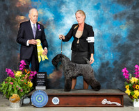 Kerry Blue Terrier #7 Sun G3 Judge Robert Hutton
