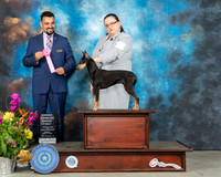 Manchester Terrier Std #6 Sun OHG1 Judge Joao Machado