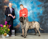 Mastiff #15 Sat BOB Judge Robert Hutton