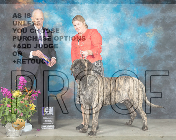 Mastiff #15 Sat BOB Judge Robert Hutton_MMJ_2604_SanAnonio2021_HR3