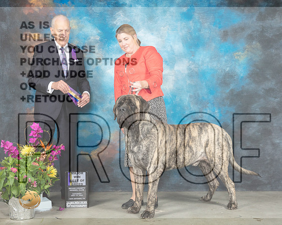 Mastiff #15 Sat BOB Judge Robert Hutton_MMJ_2605_SanAnonio2021_HR3