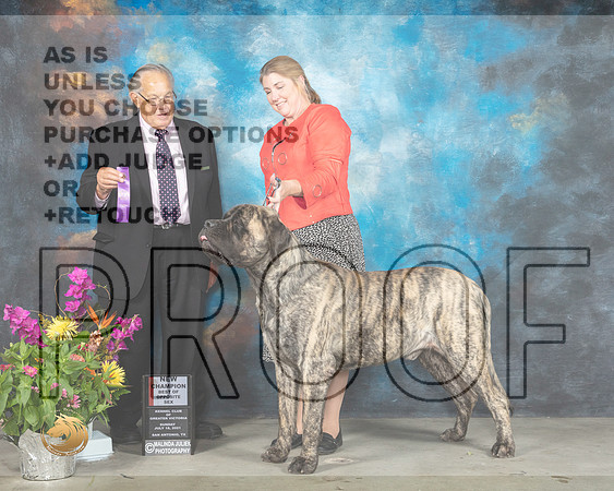 Mastiff #15 Sun WD Judge John Wade_MMJ_2602_SanAnonio2021_HR3