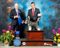 Schnauzer Miniature #8 Sun G1 Judge Robert Hutton