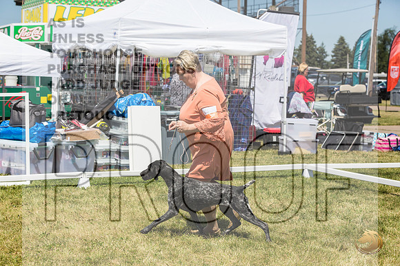 German Shorthaired Pointer Rings Wed_JJL_1842_Premier_2024_HR3