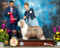 Bearded Collie #6 Sun G2 Judge Joao Machado