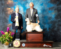 Cocker Spaniel ASCOB #5 Sun G3 Judge Ken Buxton
