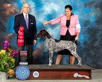 German Shorthaired Pointer #6 Sun G2 Judge John Constantine Amodei
