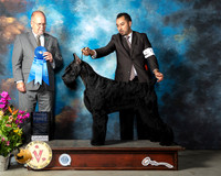 Giant Schnauzer #5 Sun G1 Judge John Constantine Amodei