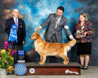 Golden Retriever #38 Sun G1 Judge Ken Buxton