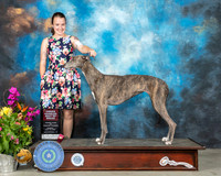 Greyhound #8 Sun OHG3 Judge John Constantine Amodei