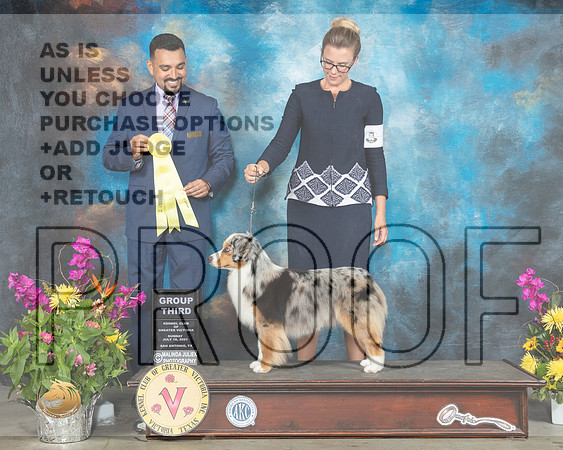 Miniature American Shepherd #5 Sun G3 Judge Joao Machado_MMJ_2749_SanAnonio2021_HR3
