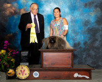 Pekingese #7 Sun G3 Judge John Wade