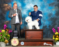 Bichon Frise #5 Sun G4 Judge John Constantine Amodei