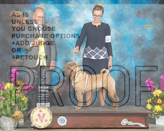 Chinese Shar Pei #5 Sun G3 Judge John Constantine Amodei_MMJ_2768_SanAnonio2021_HR3