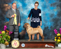 Chinese Shar Pei #5 Sun G3 Judge John Constantine Amodei