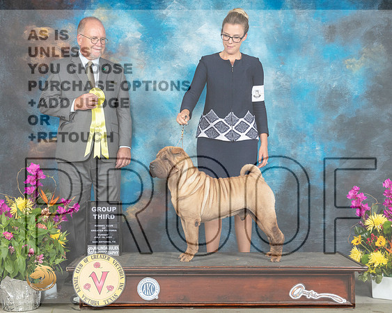 Chinese Shar Pei #5 Sun G3 Judge John Constantine Amodei_MMJ_2766_SanAnonio2021_HR3