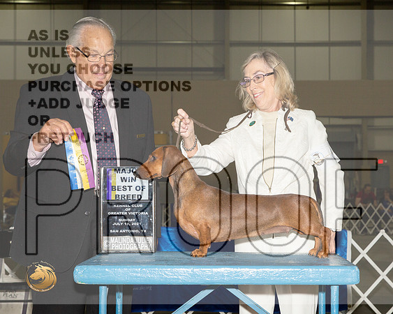 Dachshund Smooth #6 Sun BOB Judge John Wade__MJ_3145_SanAnonio2021_HR3