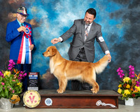 Golden Retriever #38 Sun BIS Judge Johnny Shoemaker