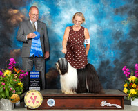 Tibetan Terrier #5 Sun G1 Judge John Constantine Amodei