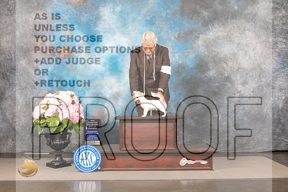Chihuahua Long Coated #21 SUN BOW NCH Major Judge Barbara Alderman_MJ_7468_Houston_2022_HR3