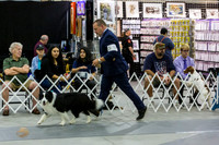Border Collie #5 Sun Rings