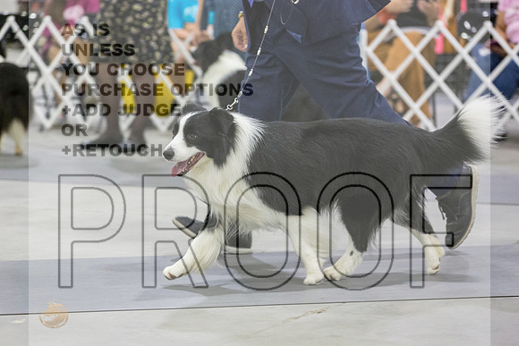 Border Collie #5 Sun Rings_JJL_9837-San Antonio2021-HR3