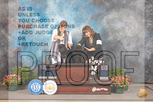Affenpinscher #6 #8 Fri BOB BOS Judge George Milutinovich_MJ_0011_SA_2022_HR3