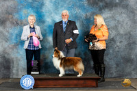 Shetland Sheepdog #12 Sat OHG1 Judge Sharon Newcomb