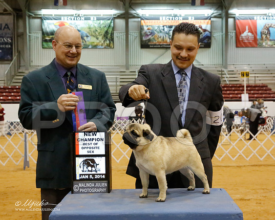 Pug-6938-GRJan14-HR