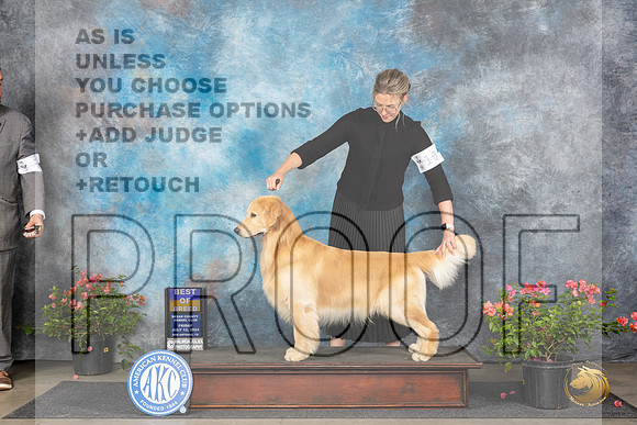 Golden Retreiver #7 Fri BOB Judge Victor Rosado__JP_5956_San Antonio_2024_HR3