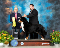 Bernese Mountain Dog #5 Th G3 Judge Ken Buxton