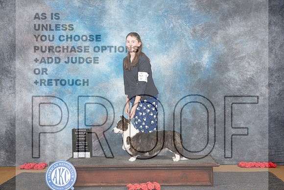 Cardigan Welsh Corgi #12 Sun OHG3 Judge Anne Catterson__JP_0770_Sulphur Springs_2024_HR3