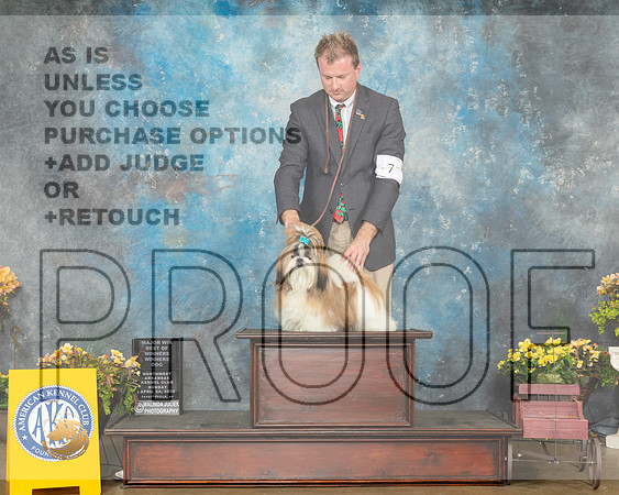 Shih Tzu #7 Sun WDBOS Judge John Ramirez-MMJ_1427-NWARK2022-HR3