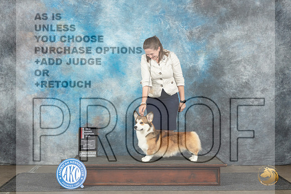 Pembroke Welsh Corgi #17 Sun BOSGCH Judge Sharon Newcomb__JP_4024_Lubbock_2024_HR3