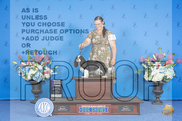 Cavalier King Charles Spaniel #20 SUN WB Judge Wood Wornall__JP_0446_Houston_2024_HR3