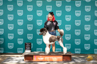 MC Standard Poodle #166 Fri Ch of Ch Judge Sharon Griffin