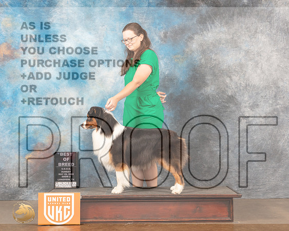 Austrlian Shepherd #124 Sun2 BOB Judge Katherine ShortMMJ_6233_Lngvw2022HR3
